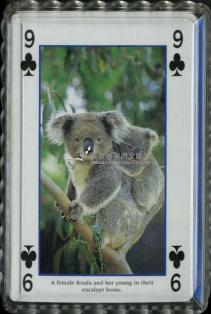 澳洲野生動物英文字樣撲克牌藏品圖，第4張