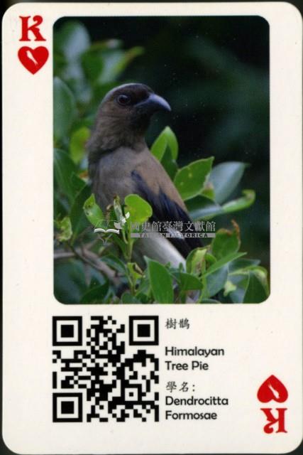 探索精彩鳥世界撲克牌藏品圖，第4張