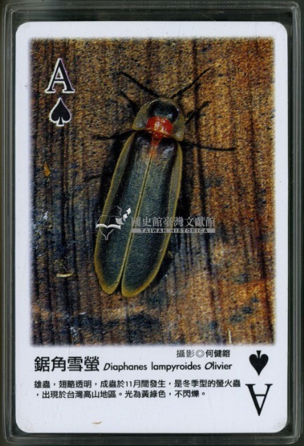 認識螢火蟲主題撲克牌藏品圖，第4張