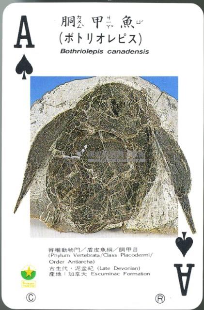 化石撲克牌藏品圖，第4張