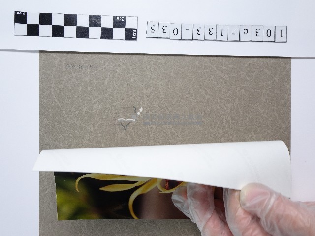 黃色章魚蘭藏品圖，第2張