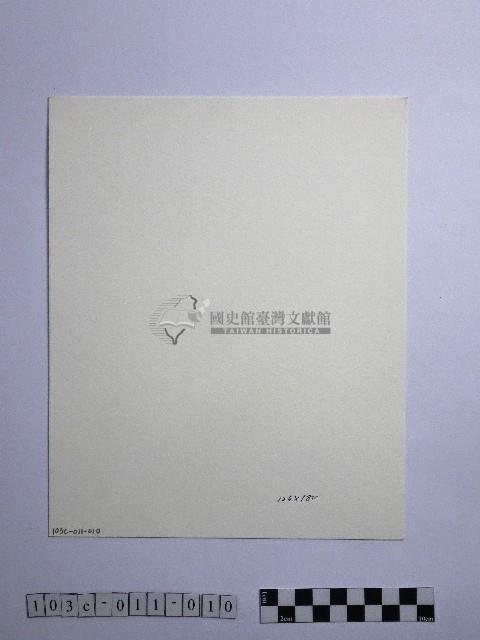 黃則修攝康乃馨藏品圖，第2張