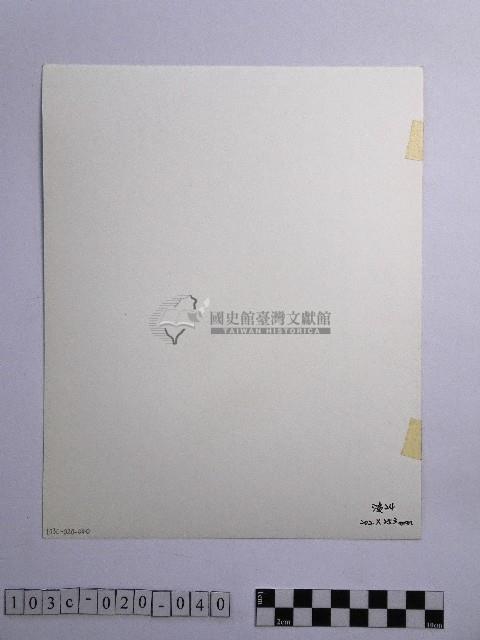 黃則修攝參天的原始巨木林藏品圖，第2張