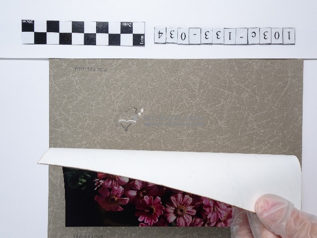 粉色菊花叢藏品圖，第2張