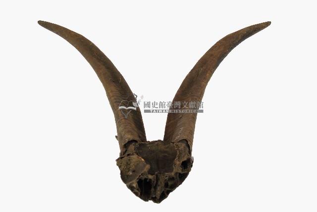 達悟族羊角藏品圖，第2張