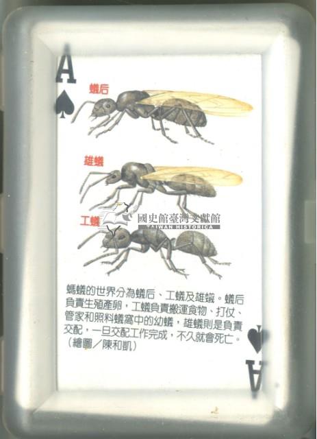 泛亞文化小藍鯨生態繪本撲克牌2藏品圖，第2張