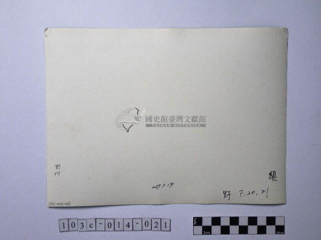 黃則修攝野柳地景燭臺石藏品圖，第2張