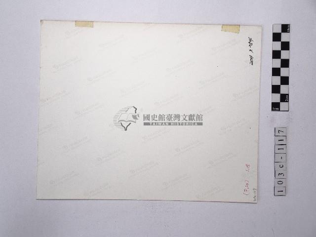 黃則修攝椰子樹藏品圖，第2張
