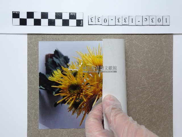 黃色土木香藏品圖，第2張