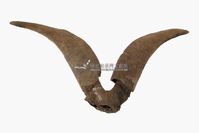 達悟族羊角藏品圖，第2張