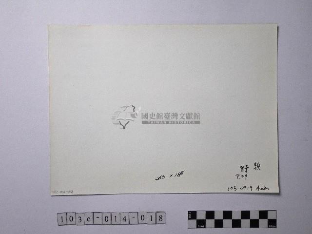 黃則修攝野柳地景藏品圖，第2張