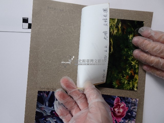 雞爪槭藏品圖，第2張
