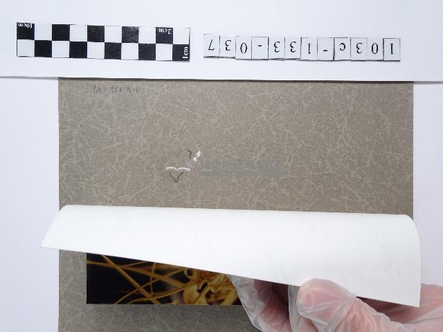 黃色花卉藏品圖，第2張