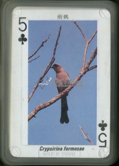 恆春生態農場樹鵲撲克牌藏品圖，第2張