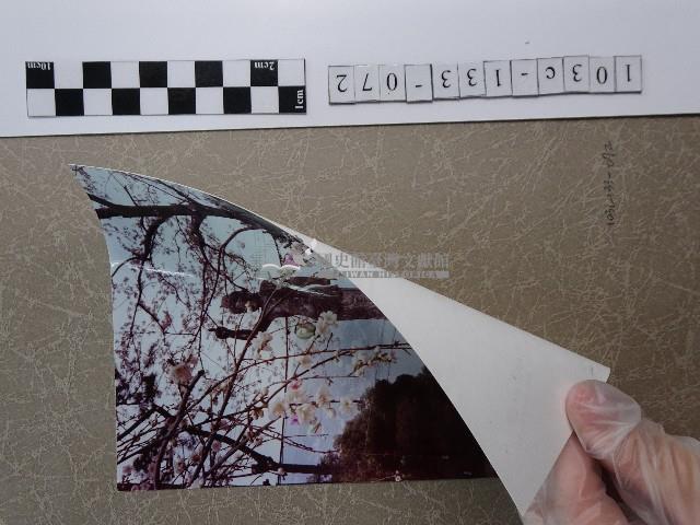 樹下野餐藏品圖，第2張