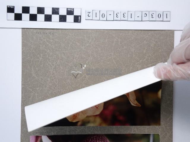 蘭花藏品圖，第2張