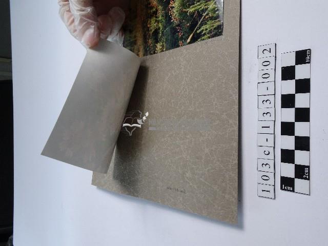 天人菊藏品圖，第2張