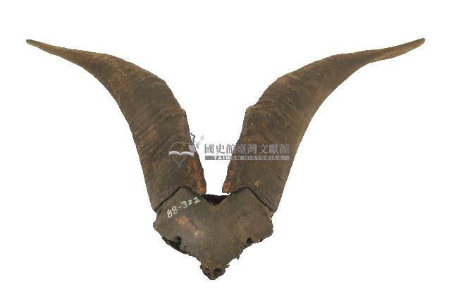 達悟族羊角藏品圖，第2張