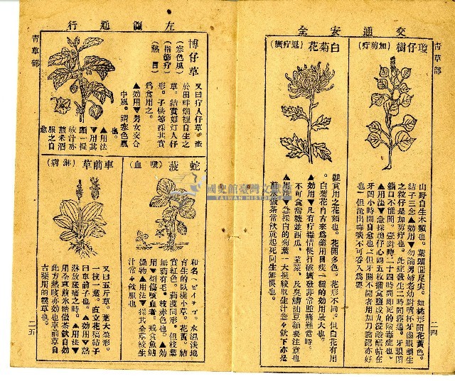 和漢草名對照表藏品圖，第6張