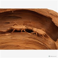 競技藏品圖，第7張