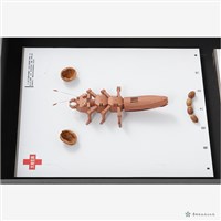 人與蟲藏品圖，第3張