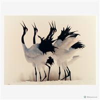 丹頂鶴(一)藏品圖，第2張