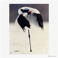 丹頂鶴(二)藏品圖，第2張