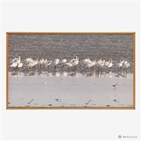 黑面琵鷺休息中藏品圖，第2張