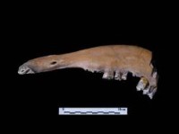 鹿上顎（齒3顆）藏品圖，第1張