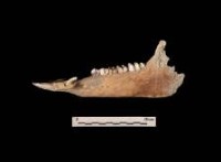 豬下顎（齒9顆）  清藏品圖，第1張