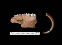 豬豬顎　　清（豬牙1顆，齒6顆）藏品圖，第1張