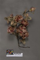 銀票花(樹枝)藏品圖，第2張