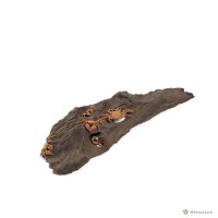 螃蟹系列藏品圖，第1張