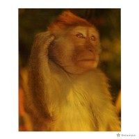 猿之態(非禮勿聽)藏品圖，第1張