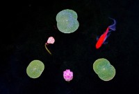 悠游藏品圖，第1張