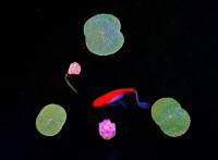 悠游藏品圖，第2張