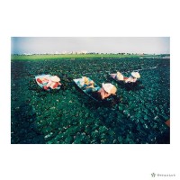 隆田南蔀/採菱曲藏品圖，第1張