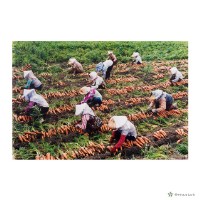 七股鄉/豐收藏品圖，第1張