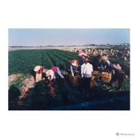 佳里鎮/豐收時節藏品圖，第1張