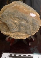 圖案石藏品圖，第1張