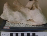 珊瑚礁岩藏品圖，第1張