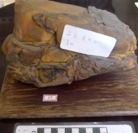 龜甲石藏品圖，第1張