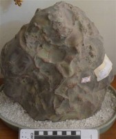 龜甲石藏品圖，第1張