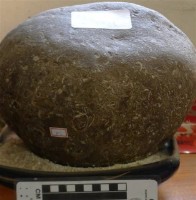 化石藏品圖，第1張