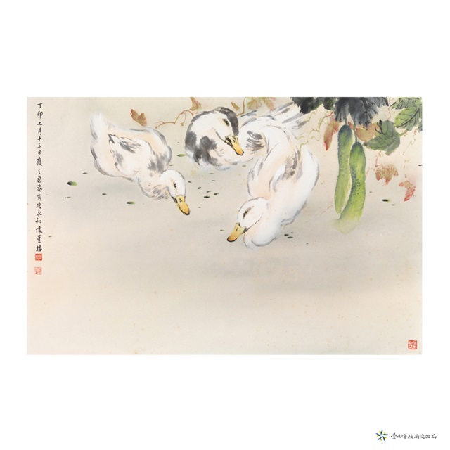 鵝的圖片