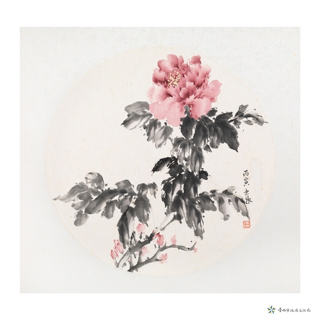 牡丹的圖片