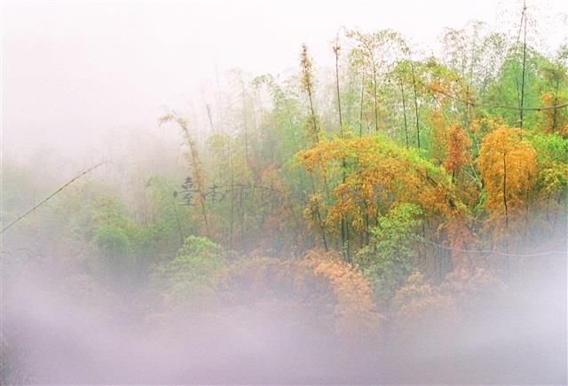 彩竹藏品圖，第1張