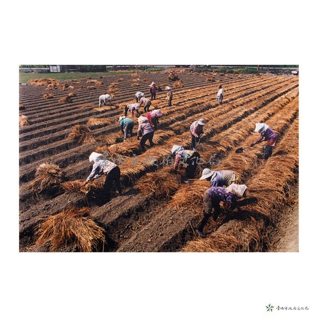 鹽水/農忙藏品圖，第1張