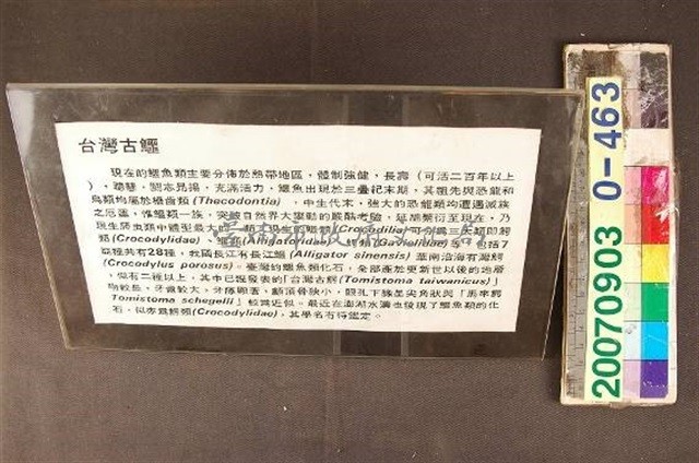 台灣古鱷說明藏品圖，第1張