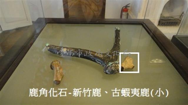 鹿角化石-新竹鹿、古蝦夷鹿(小)藏品圖，第1張